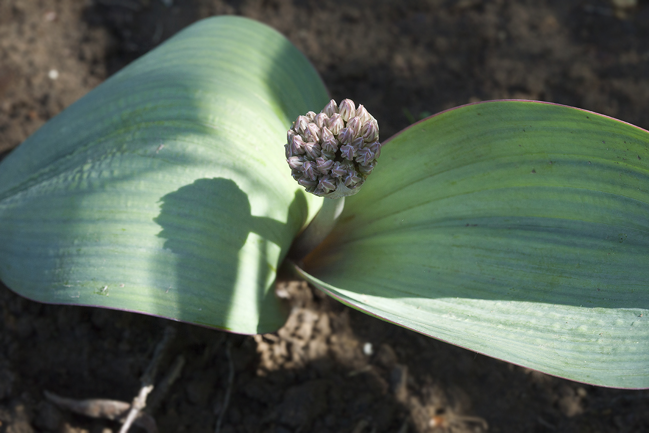 Image of Allium karataviense ssp. henrikii specimen.