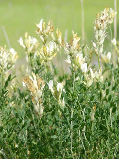 Изображение особи Astragalus albicaulis.