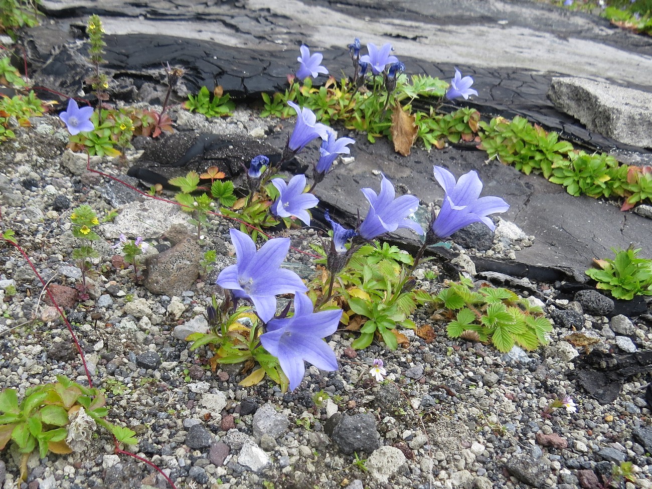 Изображение особи Campanula lasiocarpa.