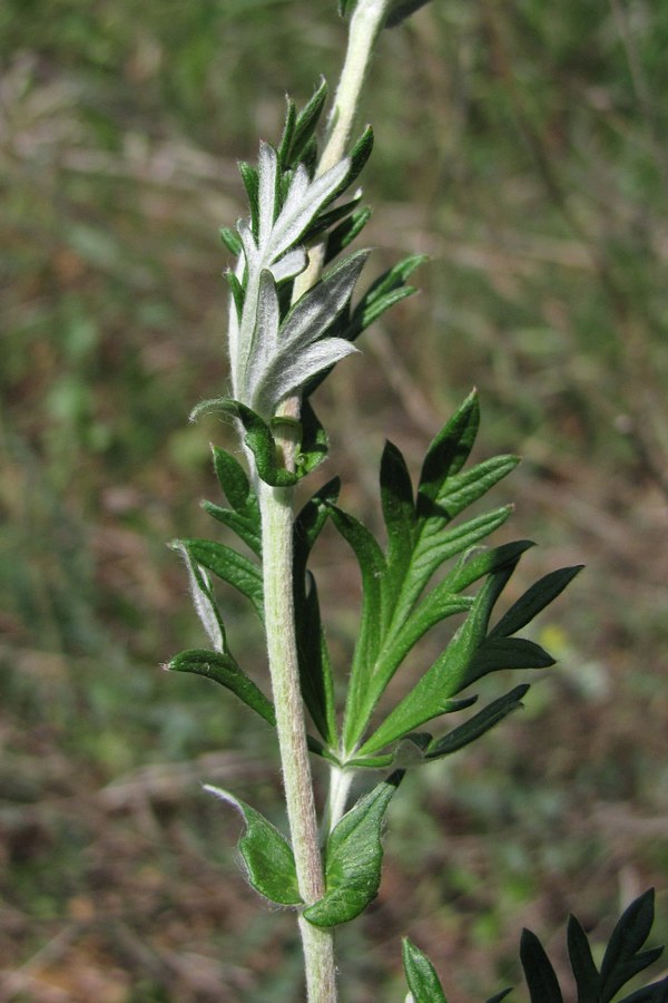 Image of Potentilla argentea specimen.