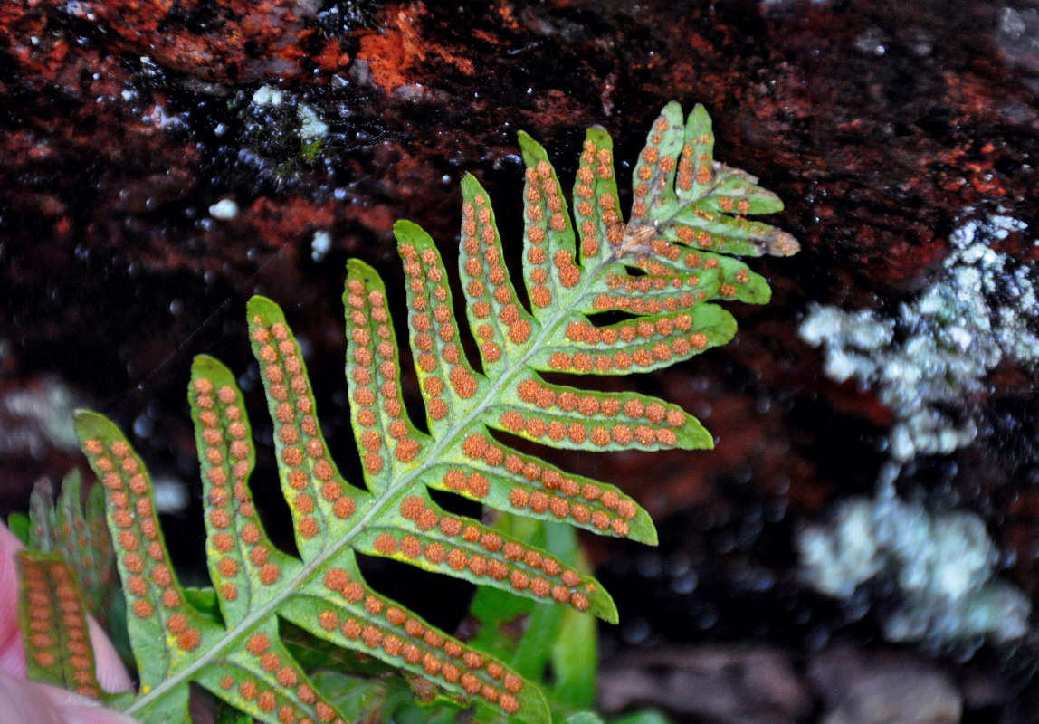 Изображение особи Polypodium vulgare.