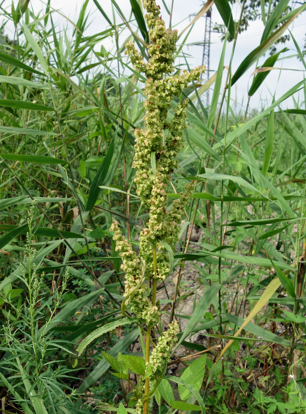 Image of Rumex crispus specimen.