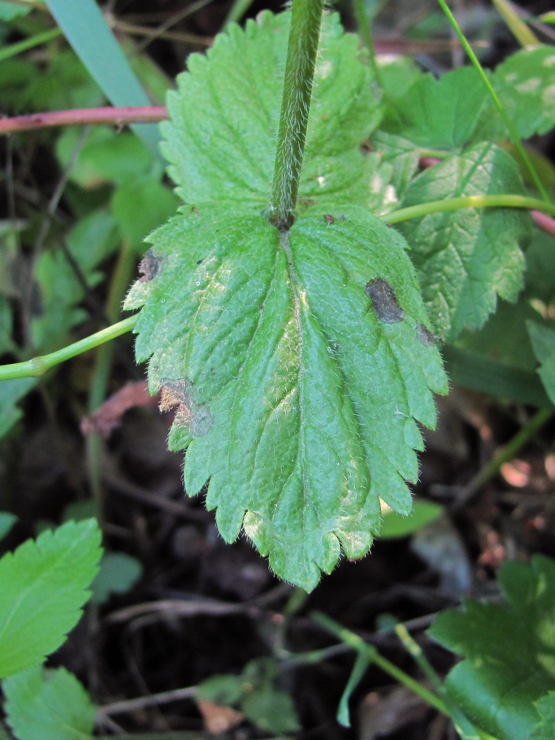 Image of Veronica magna specimen.