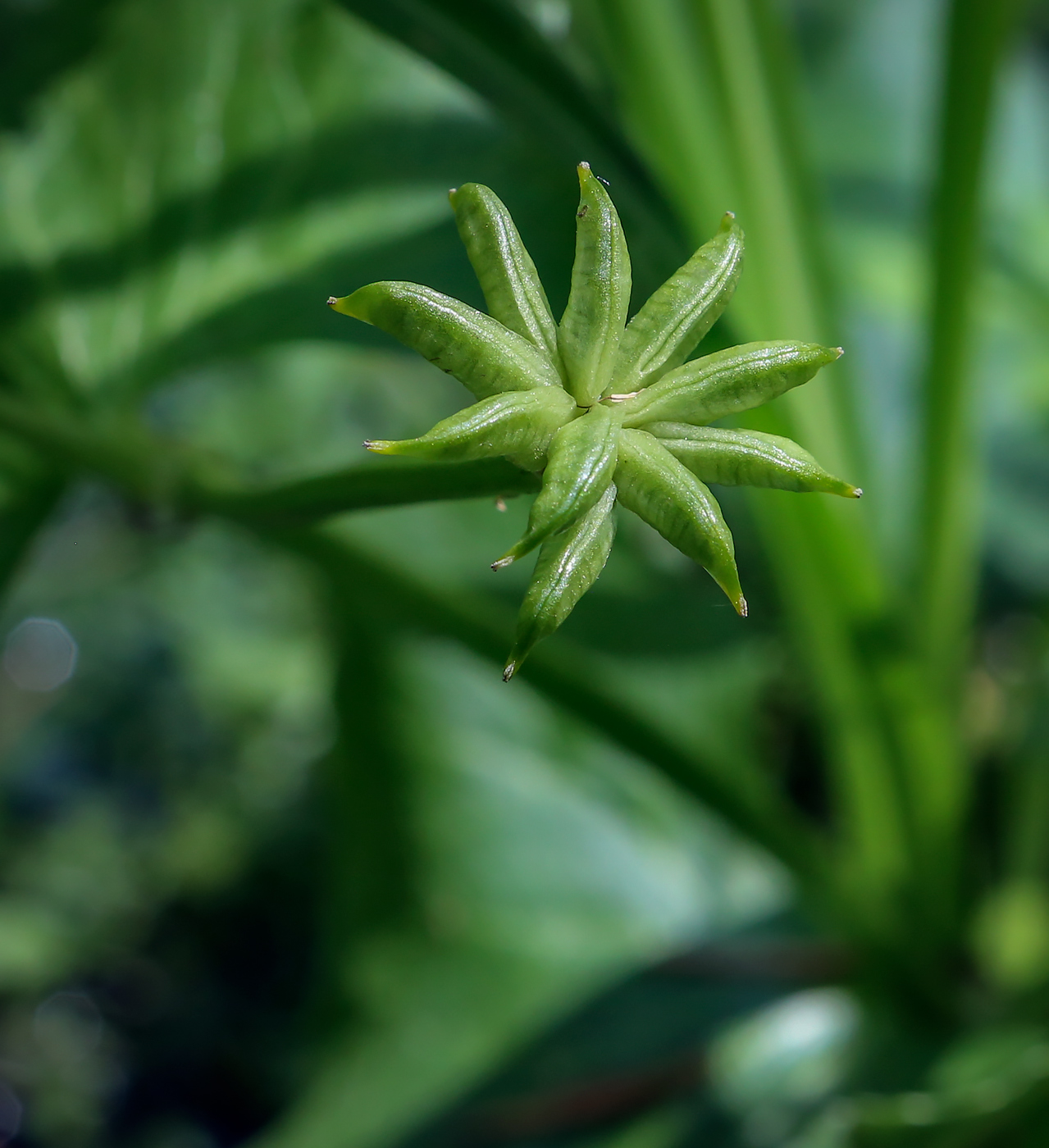 Image of Caltha palustris specimen.