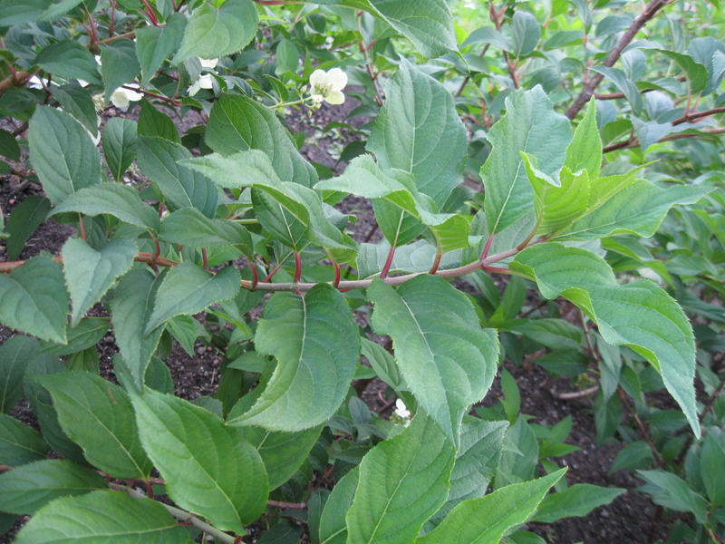 Image of Hydrangea paniculata specimen.