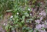 Cerastium davuricum