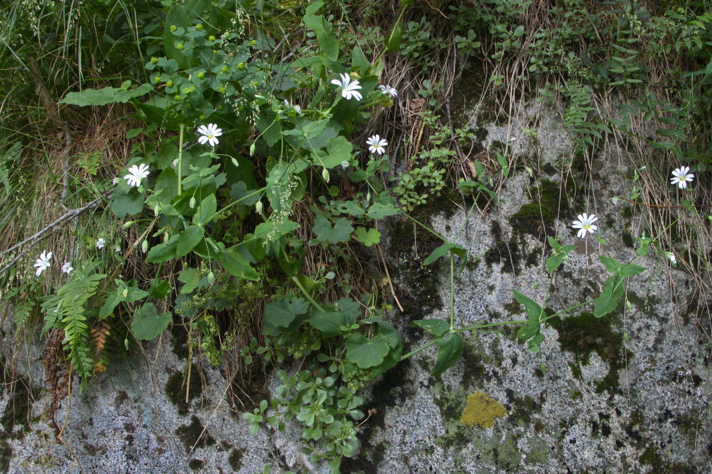 Image of Cerastium davuricum specimen.