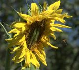 Helianthus annuus. Развивающееся соцветие и подлетающий шмель. Московская обл., Раменский р-н, окр. дер. Хрипань, садовый участок. 18.08.2020.