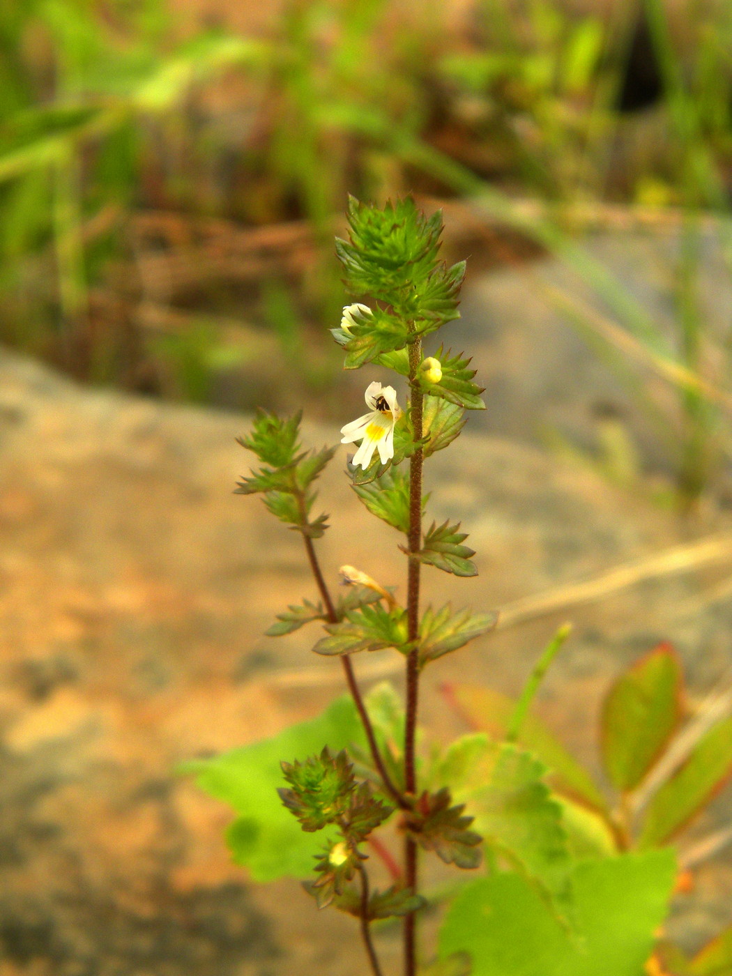 Изображение особи Euphrasia stricta.