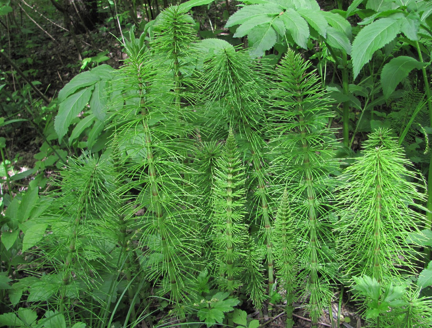 Изображение особи Equisetum telmateia.