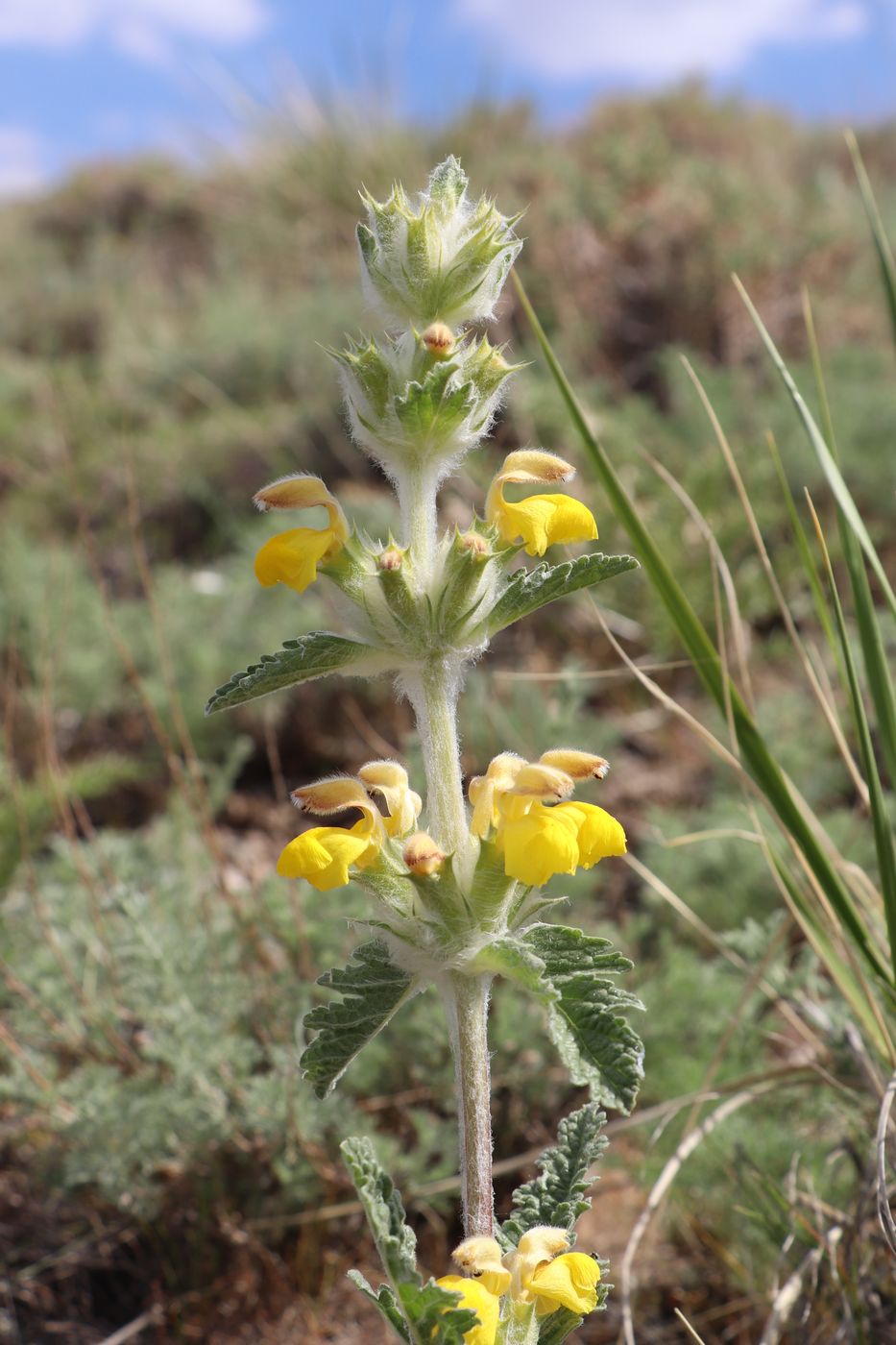 Image of Phlomoides ambigua specimen.