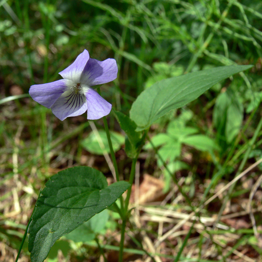 Image of Viola ruppii specimen.