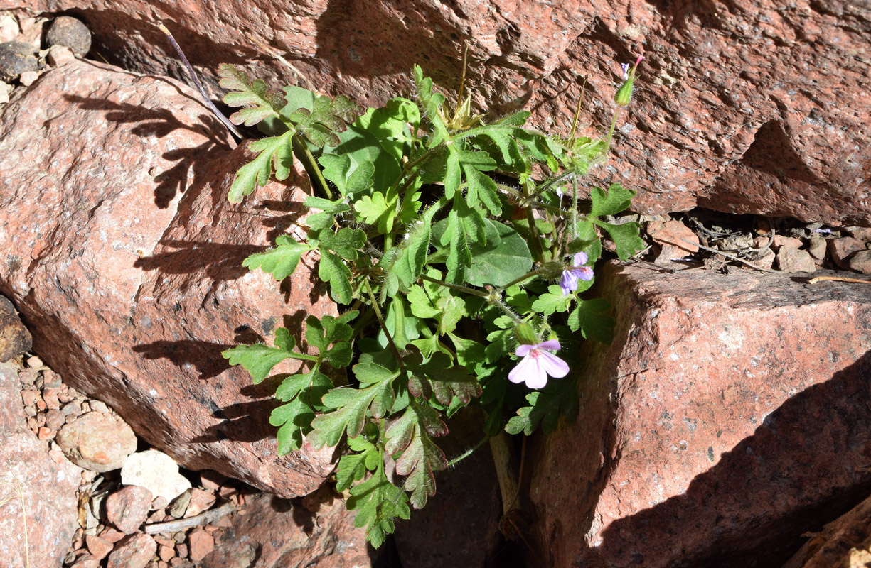 Изображение особи Geranium robertianum.