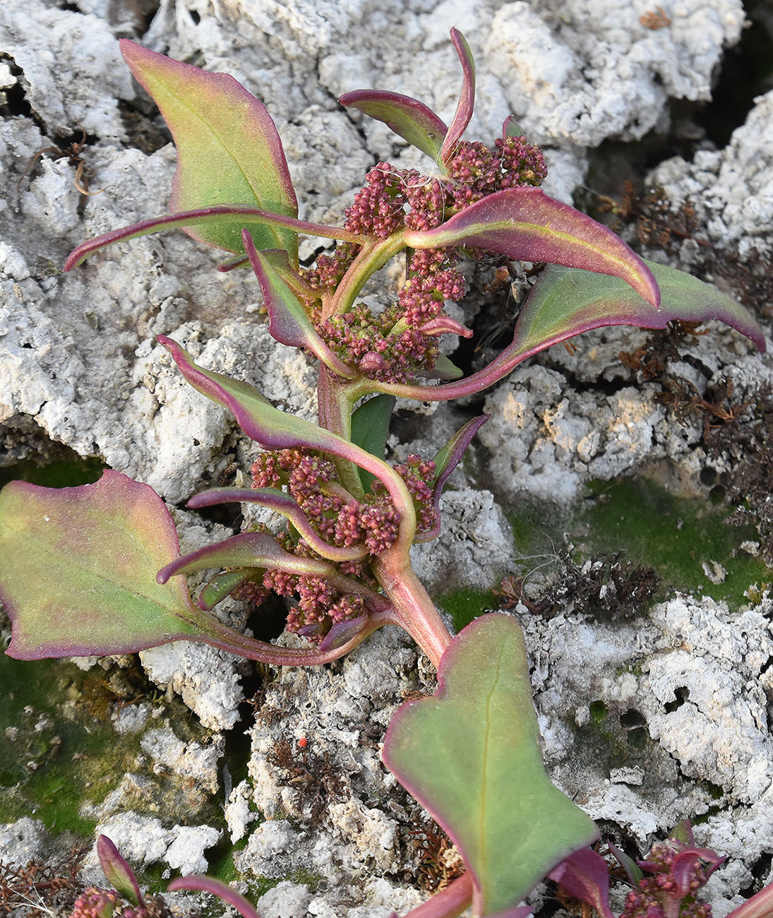 Image of Oxybasis chenopodioides specimen.