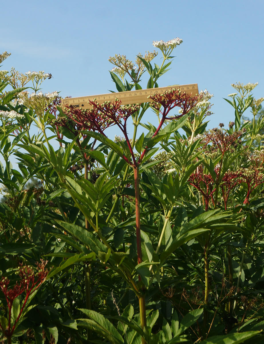 Image of Sambucus ebulus specimen.