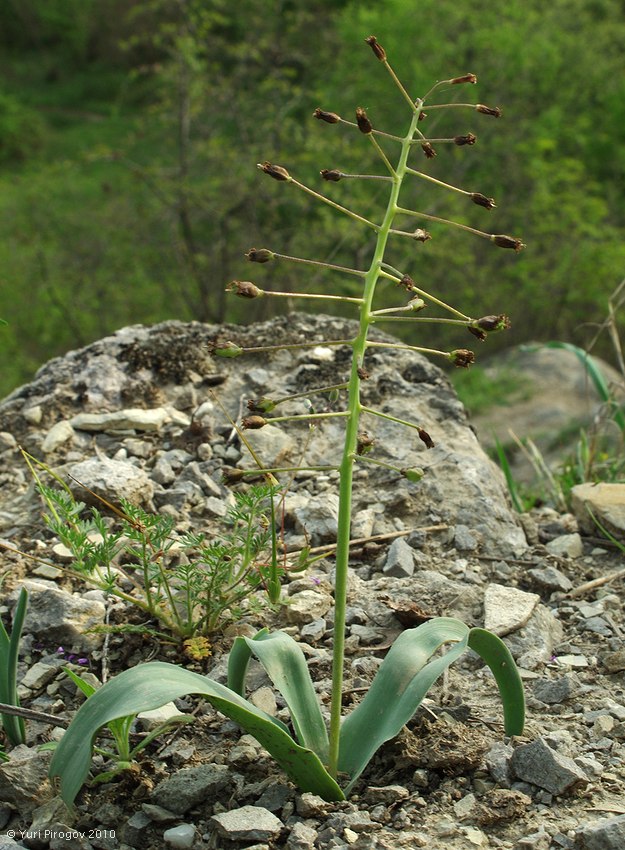 Изображение особи Bellevalia speciosa.