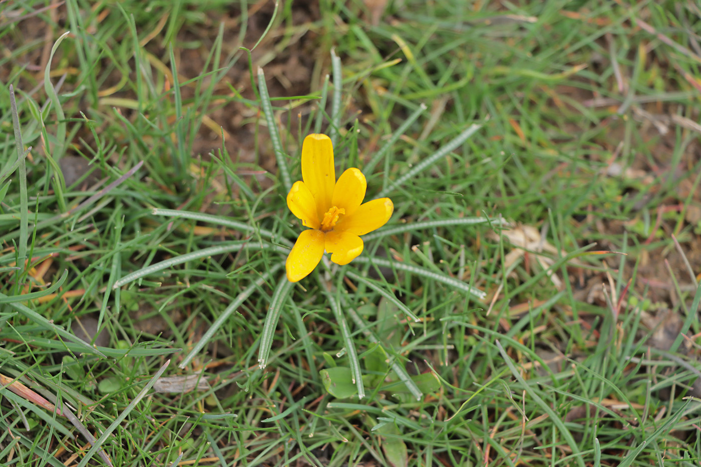 Image of Crocus korolkowii specimen.