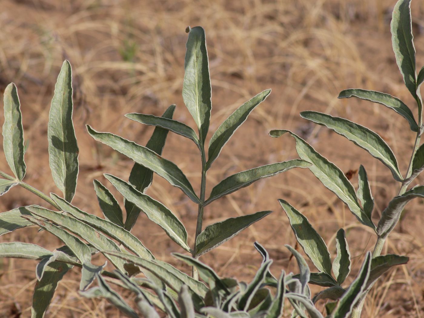 Image of Dorema sabulosum specimen.