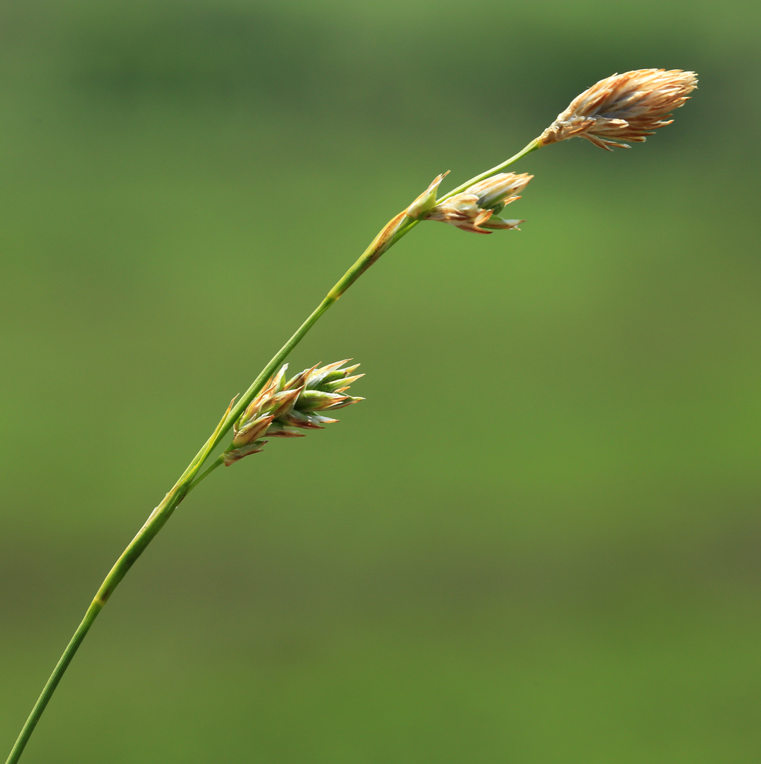 Изображение особи Carex supermascula.