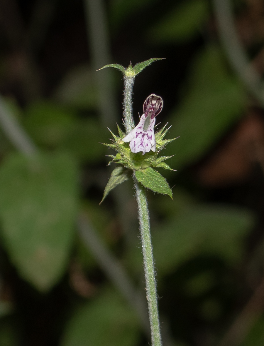 Image of Stachys distans specimen.