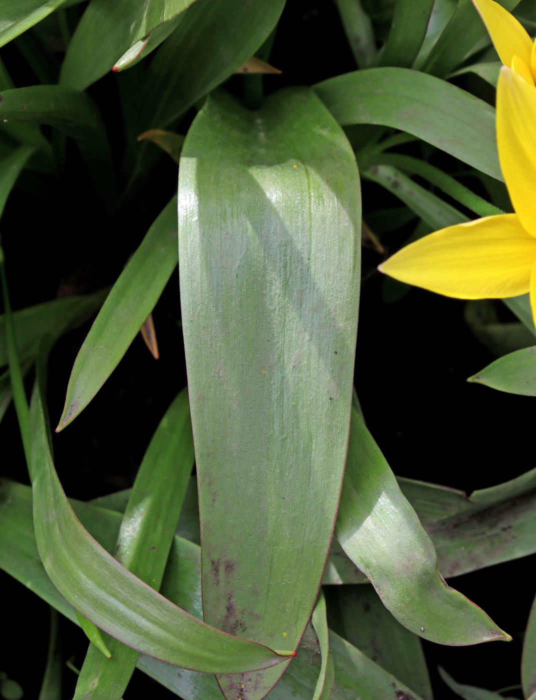 Изображение особи Tulipa urumiensis.