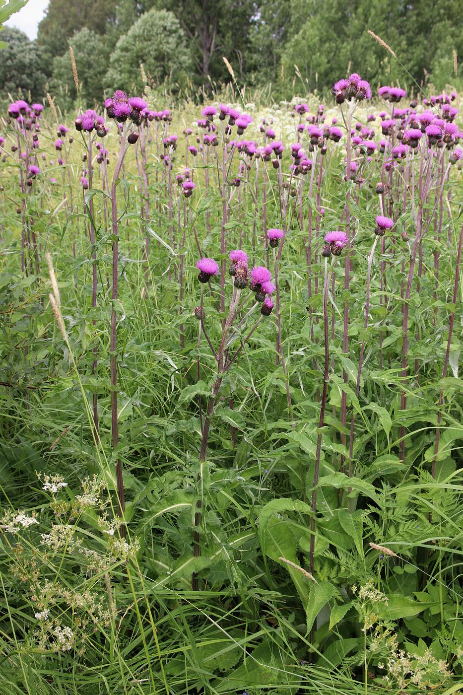 Изображение особи Cirsium heterophyllum.