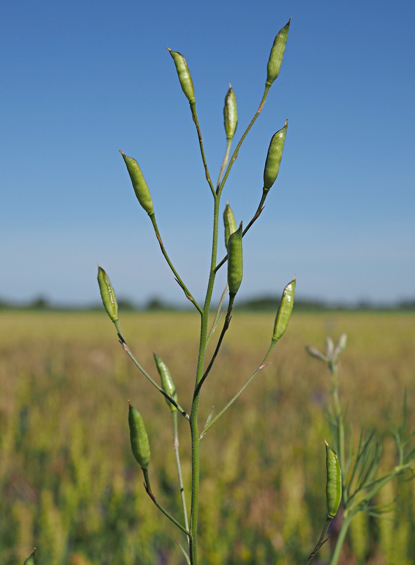 Image of Delphinium consolida specimen.