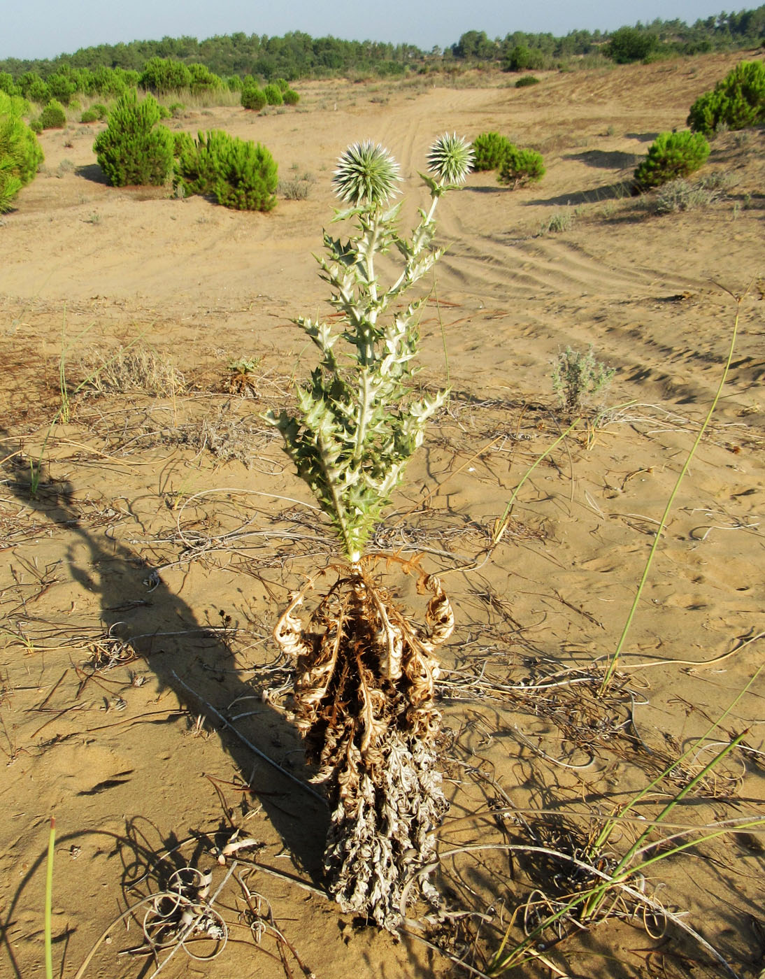 Image of Echinops antalyensis specimen.