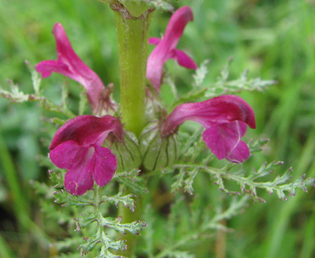 Image of Pedicularis myriophylla specimen.