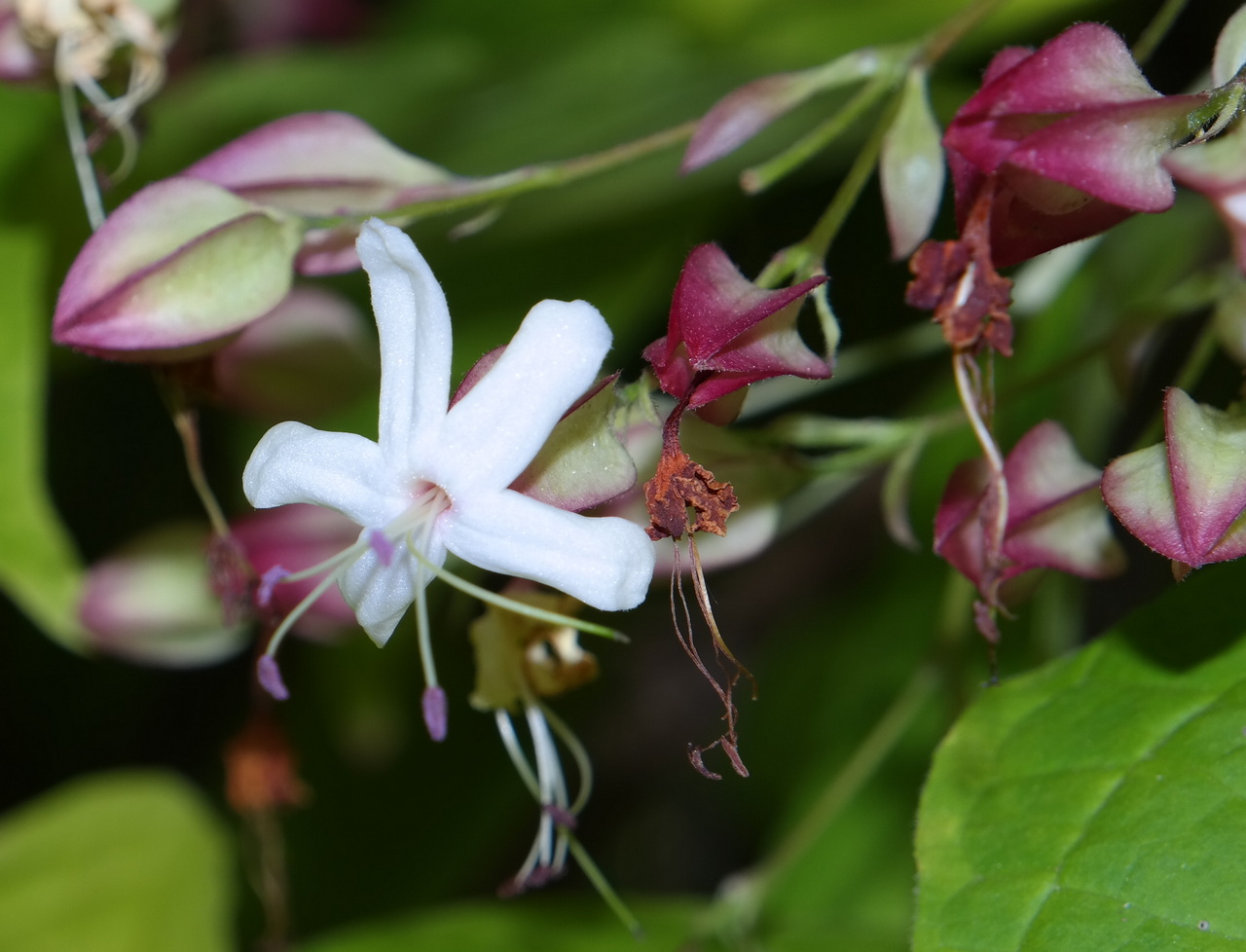 Изображение особи Clerodendrum trichotomum.