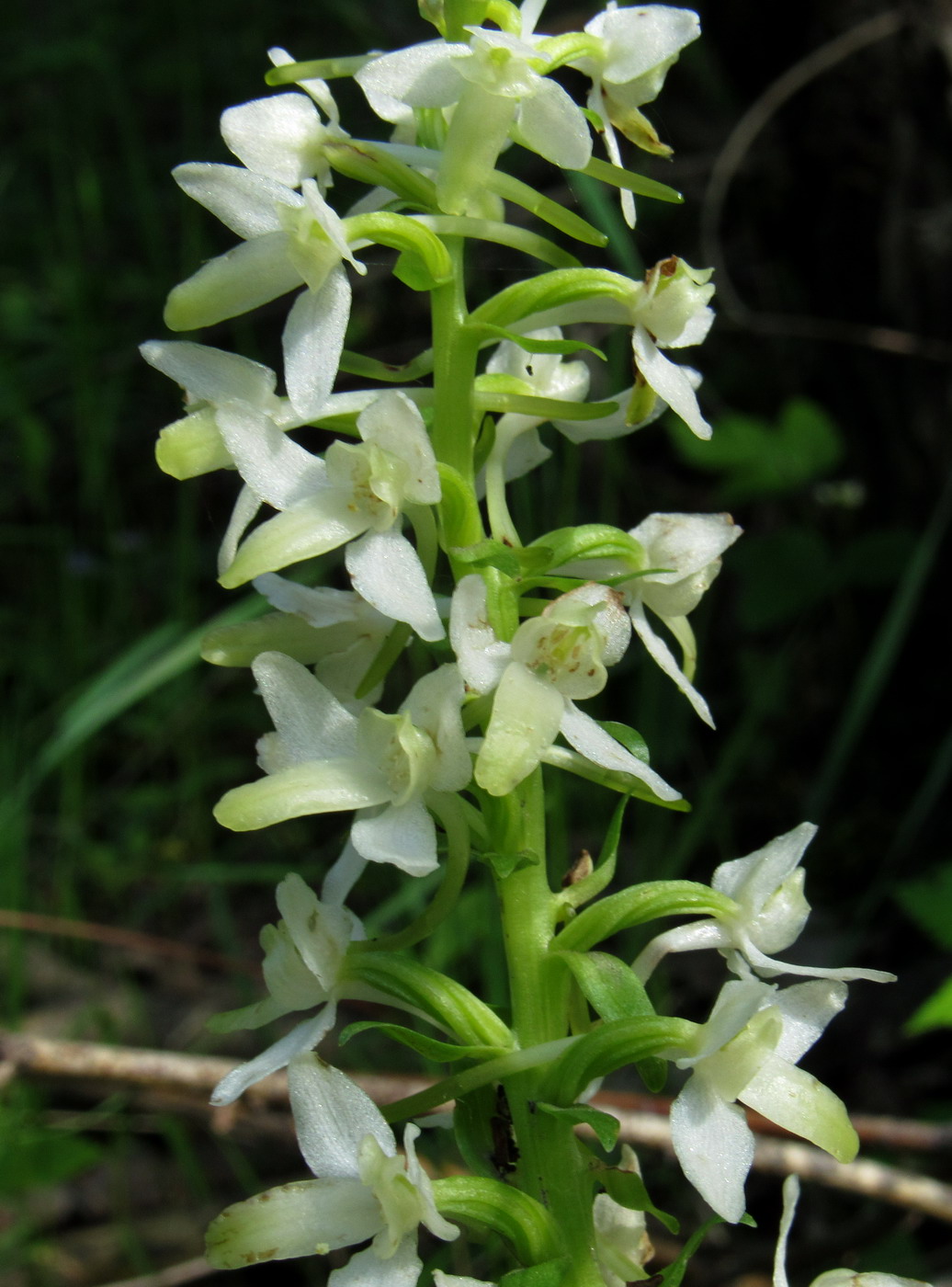 Image of Platanthera zhelesnajae specimen.