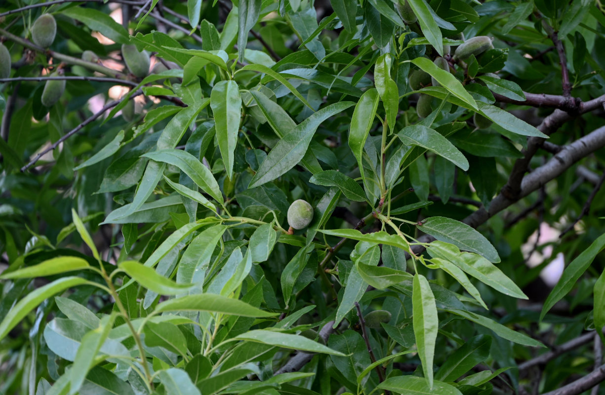 Image of Persica vulgaris specimen.