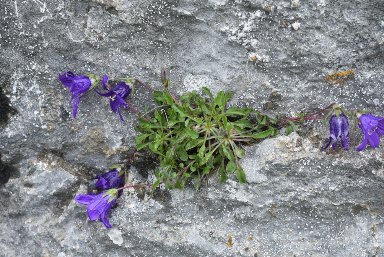 Image of Campanula sosnowskyi specimen.