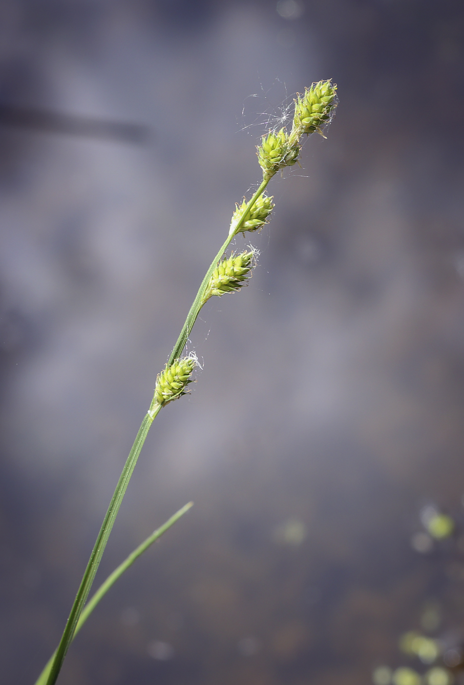 Изображение особи Carex canescens.