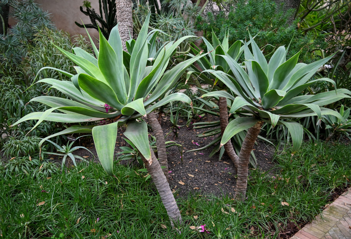 Изображение особи Agave attenuata.