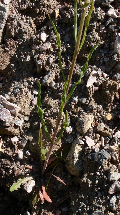 Image of Crepis tectorum specimen.