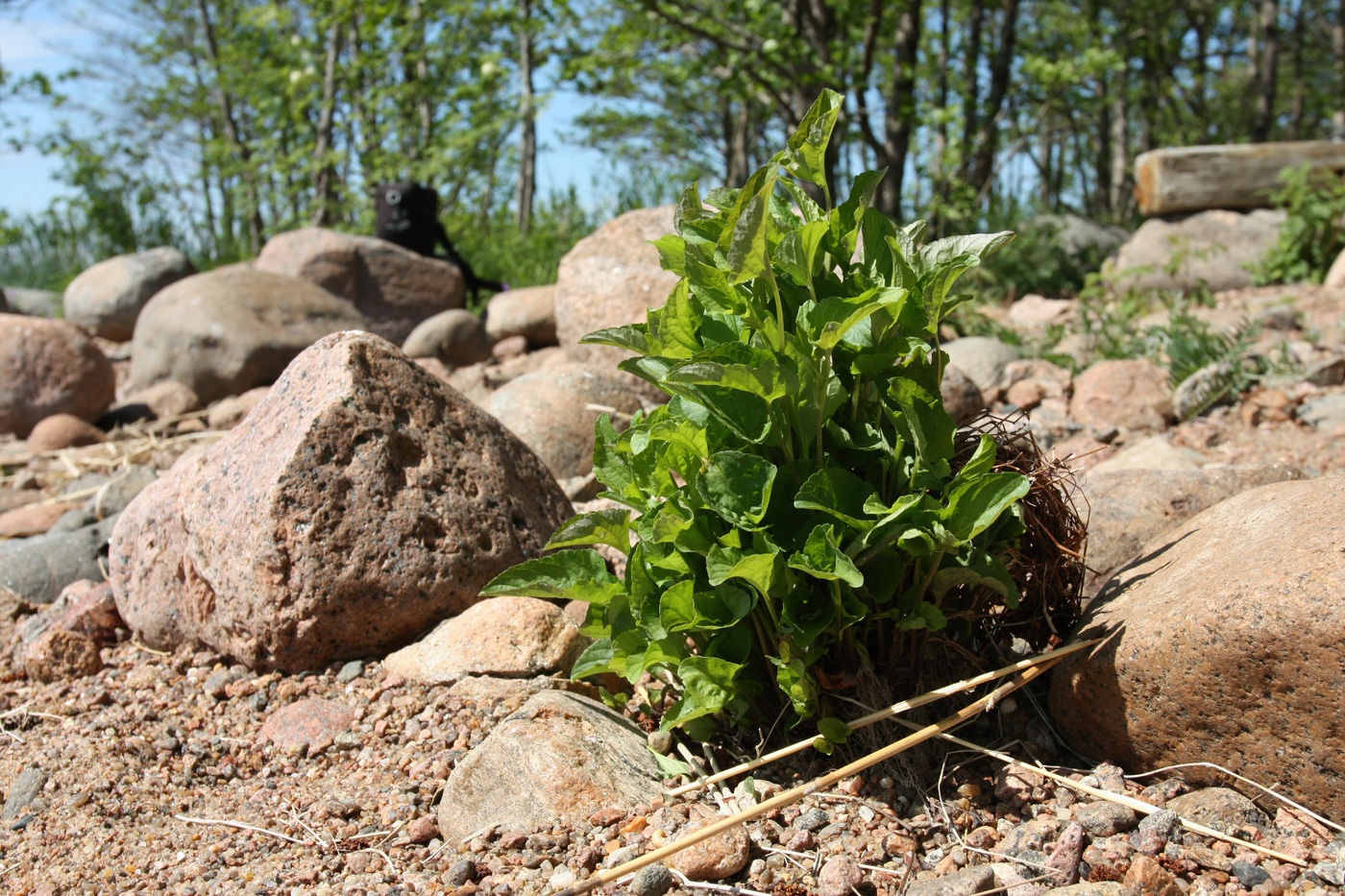 Image of Viola &times; litoralis specimen.