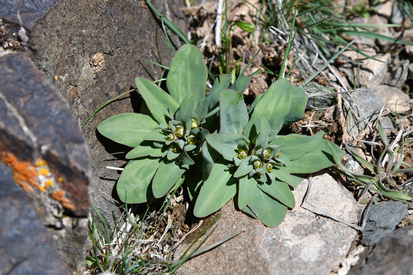 Image of Euphorbia rapulum specimen.