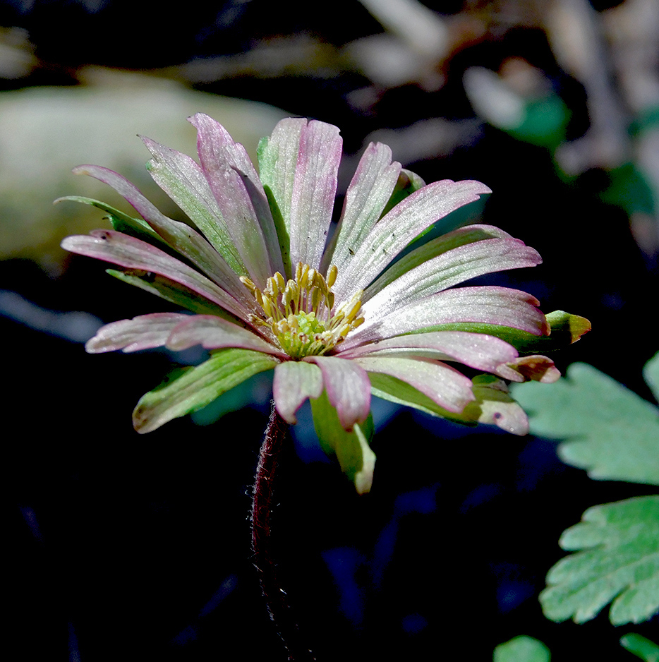 Изображение особи Anemone banketovii.