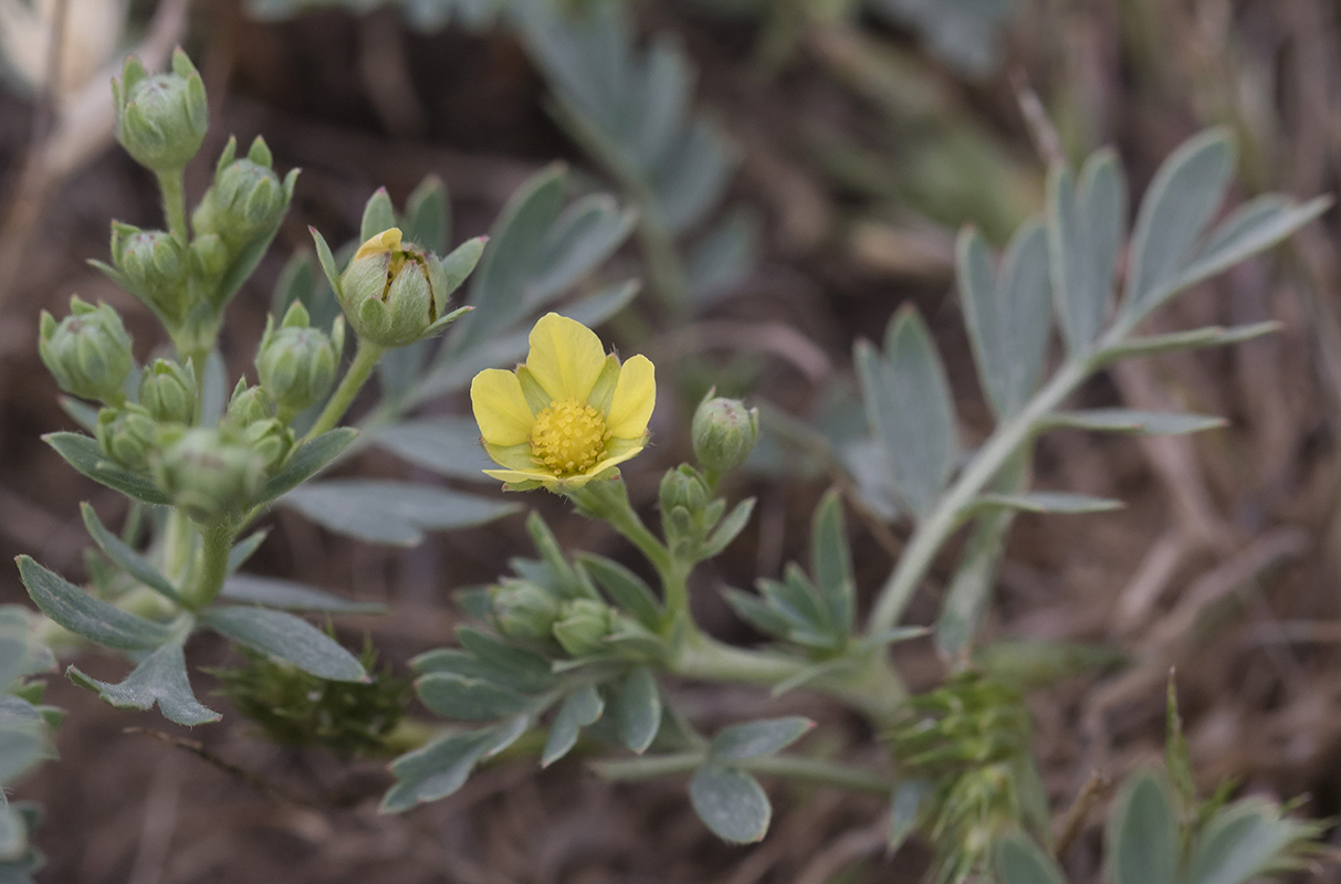 Image of genus Potentilla specimen.