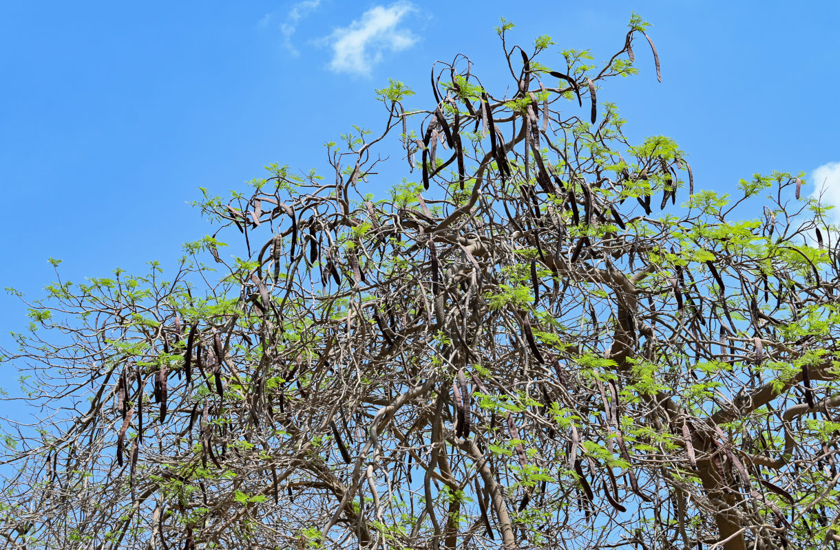 Изображение особи Delonix regia.