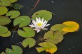 Nymphaea candida