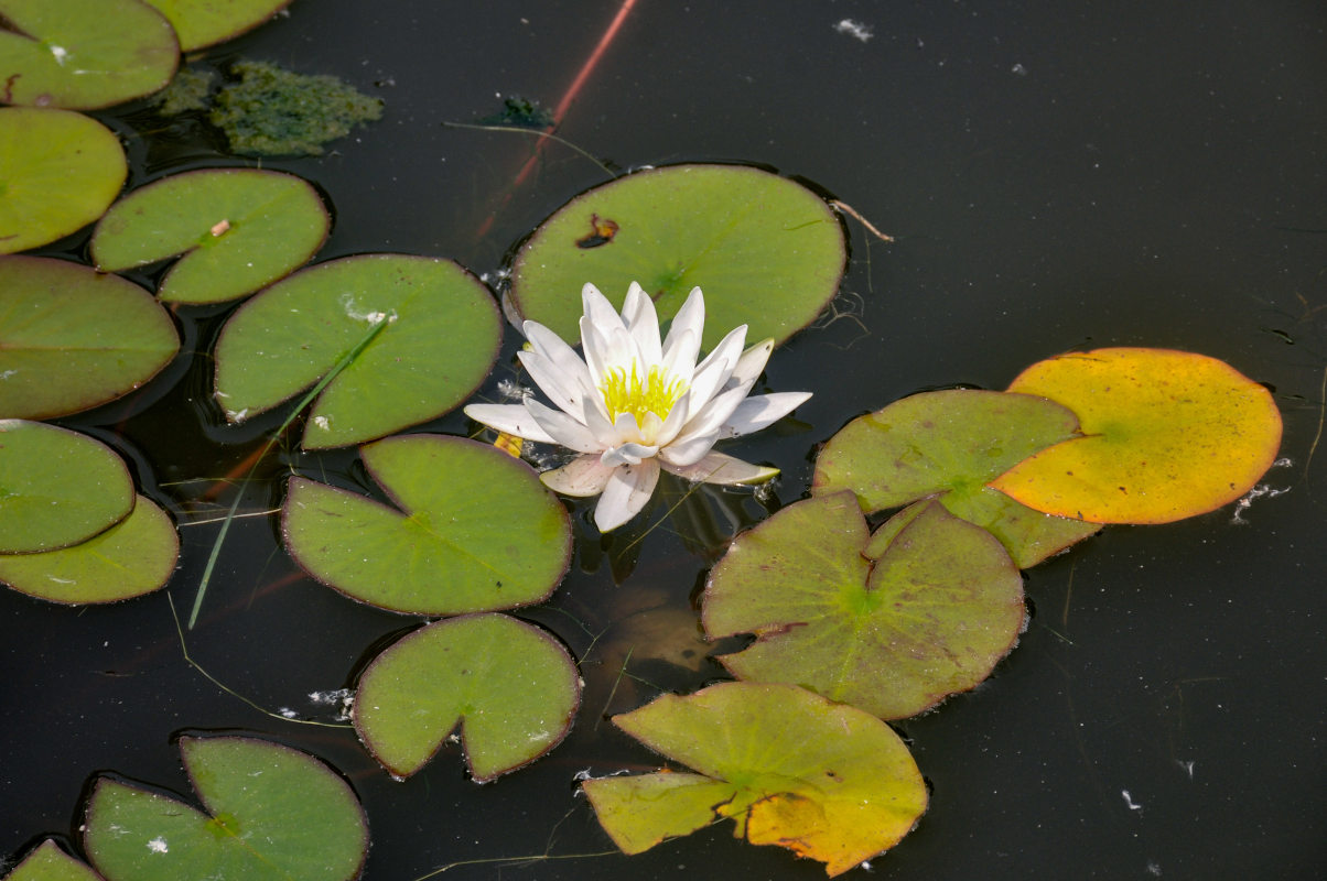 Изображение особи Nymphaea candida.