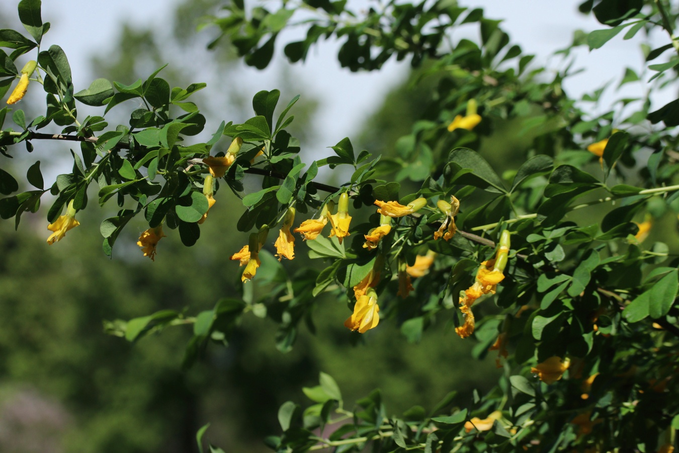 Image of Caragana frutex specimen.