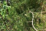 Asparagus verticillatus. Ветви растения, оплетающие соседнее дерево. Болгария, Бургасская обл., г. Несебр, природный заказник \"Песчаные дюны\", закреплённая дюна. 15.09.2021.