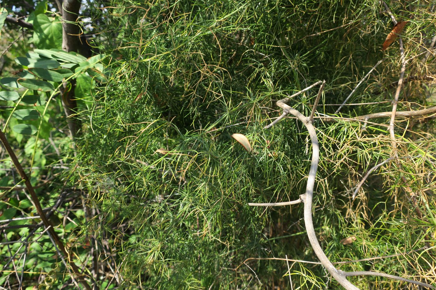 Image of Asparagus verticillatus specimen.