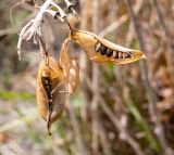 Crotalaria grahamiana. Вскрывшиеся плоды. Чили, обл. Valparaiso, провинция Isla de Pascua, северо-восточная часть острова, бухта Ovahe. 13.03.2023.