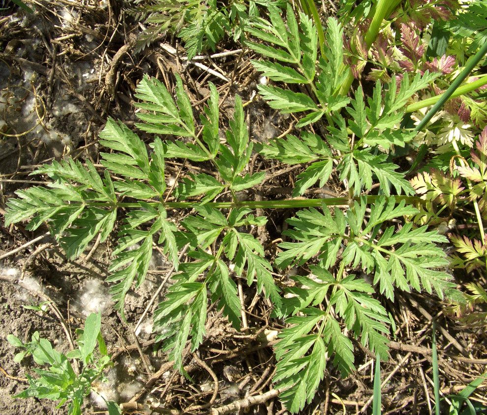 Image of Anthriscus sylvestris specimen.