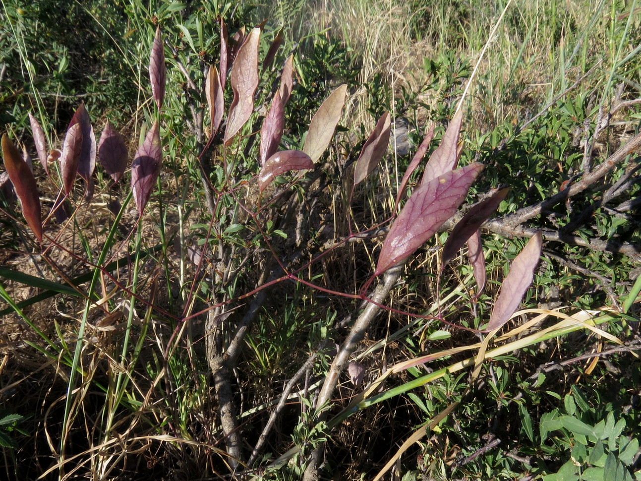 Image of Autumnalia botschantzevii specimen.