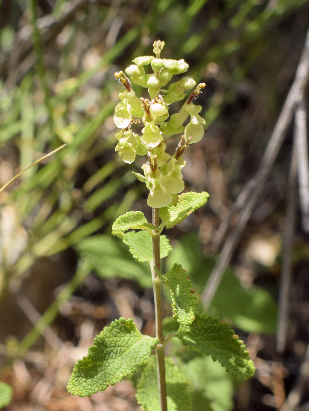 Image of Teucrium scorodonia specimen.